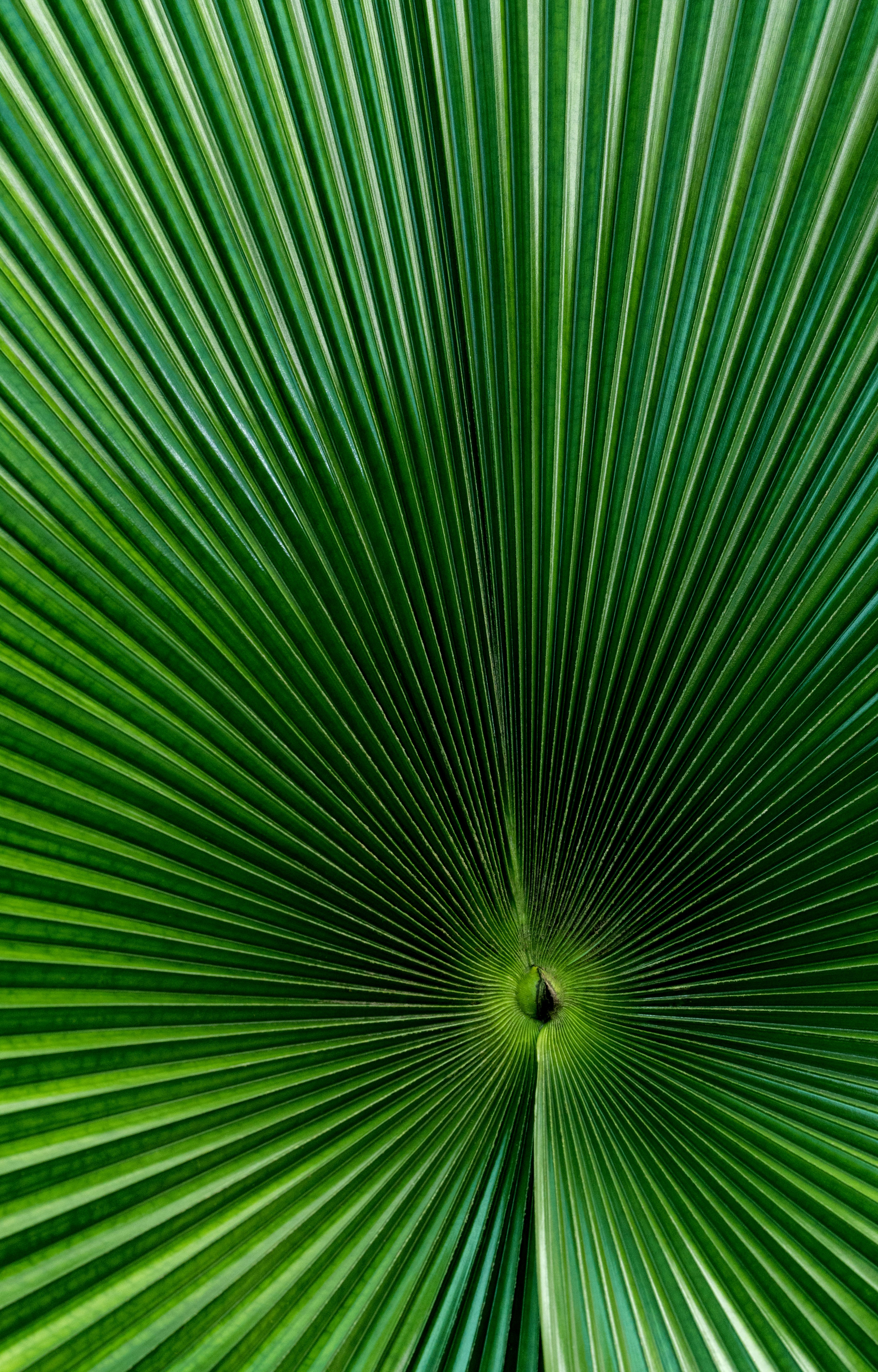 green fan palm leaf